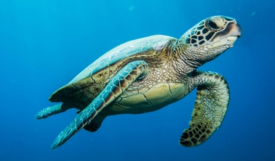 Marine Turtle Nesting Season Begins Announces MOECC Qatar